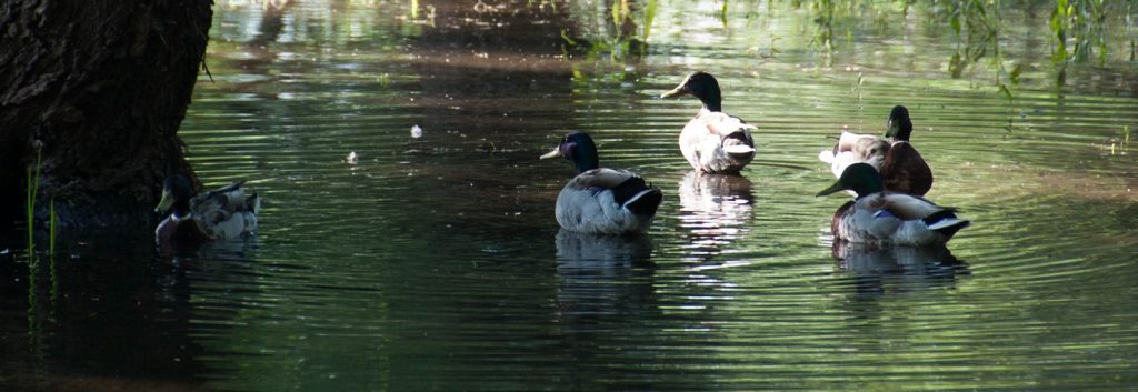 Bower Ponds- Red Deer