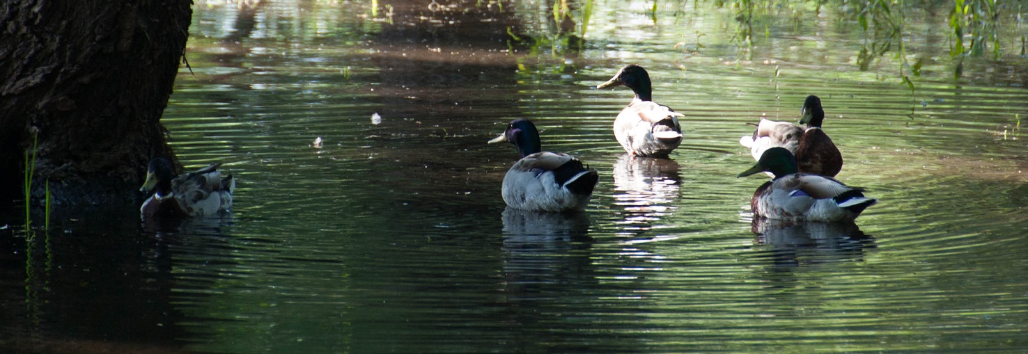 Bower Ponds- Red Deer